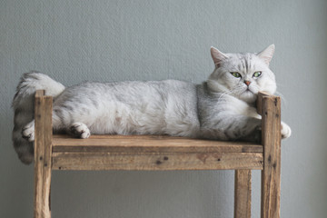 Cute cat lying on wooden shelf under light from a window