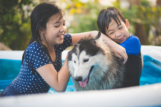 Cute Asian girl  playing with siberian husky i blue swimming pool