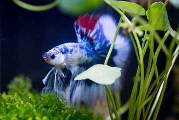 Close up of fancy half moon Siamese fighting fish in a fish tank