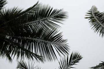 Black and white beautiful palms leaf on white background
