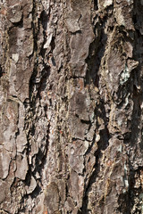 uneven tree bark
