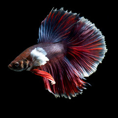 Fototapeta premium Fancy betta fish, siamese fighting fish on black background isolated