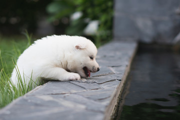 White siberian husky puppy playing in the park