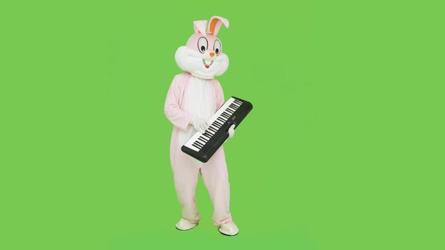 Man in adult giant bunny rabbit costume life-size suit playing piano music on chroma key, green screen. Pianist plays piano, celebrate easter, have fun