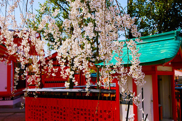 桜３
