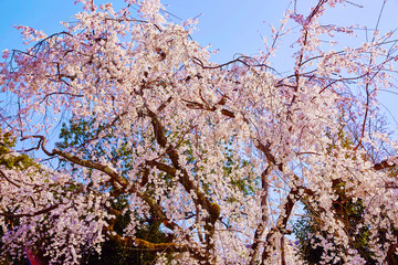 桜２