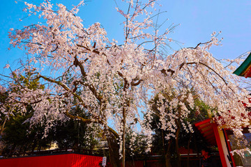 桜１