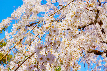 桜の花