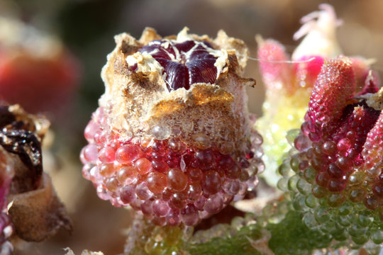 KRISTALLMITTAGSBLUME