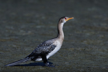 Long-tailed Cormorant (Microcarbo africanus)