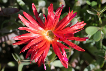 Mittagsblume mesembryanthemum croceum