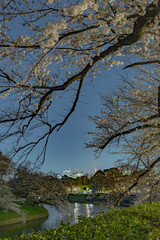 夜の桜、東京千鳥ヶ淵