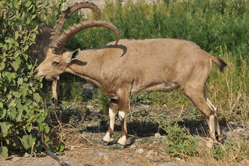 Naklejka na ściany i meble Nubian Ibex with winding horns in the Ein Gedi National Park in Israel in the desert near the Dead Sea