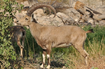 Nubian Ibex with winding horns in the Ein Gedi National Park in Israel in the desert near the Dead Sea