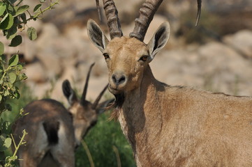 Nubian Ibex with winding horns in the Ein Gedi National Park in Israel in the desert near the Dead Sea