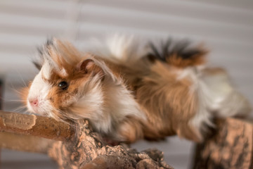 portrait of a Guinea pig