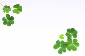 Green clover leaf   on white background with three-leaved shamrocks