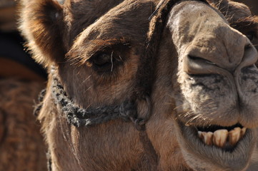 Camel, dromedary in a halter. A persistent pack animal called a desert ship.