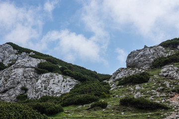 felsen mit niedrigen straeuchern im gebirge