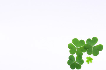 Green clover leaf   on white background with three-leaved shamrocks