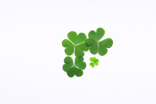 Green Clover Leaf   On White Background With Three-leaved Shamrocks