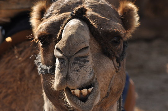 Camel, dromedary in a halter. A persistent pack animal called a desert ship.