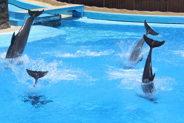 Delphin © Stephan von Mikusch