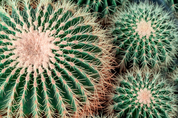 Tropical natural plant cactus background. Green round cacti with thorns pattern. Flat lay, top view