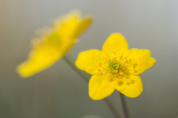 Yellow anemone (Anemone ranunculoides) or yellow wood anemone or buttercup anemone, woodland and forest plant with root-like rhizomesand petal-like tepals of rich yellow colouring, Ranunculaceae