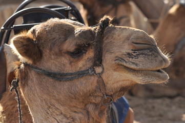 Camel, dromedary in a halter. A persistent pack animal called a desert ship.