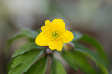Yellow anemone (Anemone ranunculoides) or yellow wood anemone or buttercup anemone, woodland and forest plant with root-like rhizomesand petal-like tepals of rich yellow colouring, Ranunculaceae
