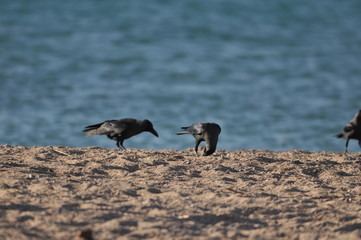 House crow on the beach of the Red Sea in Eilat. Birds looking for food. Israel.