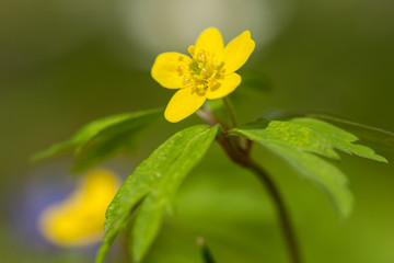 Yellow anemone (Anemone ranunculoides) or yellow wood anemone or buttercup anemone, woodland and forest plant with root-like rhizomesand petal-like tepals of rich yellow colouring, Ranunculaceae