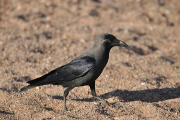 House crow on the beach of the Red Sea in Eilat. Birds looking for food. Israel.