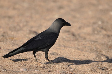 House crow on the beach of the Red Sea in Eilat. Birds looking for food. Israel.
