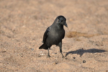 House crow on the beach of the Red Sea in Eilat. Birds looking for food. Israel.