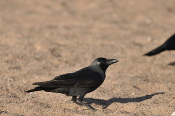 House crow on the beach of the Red Sea in Eilat. Birds looking for food. Israel.