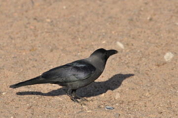 House crow on the beach of the Red Sea in Eilat. Birds looking for food. Israel.