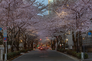 夜の桜、東京千鳥ヶ淵