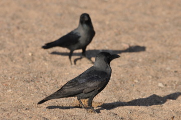 House crow on the beach of the Red Sea in Eilat. Birds looking for food. Israel.