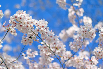 桜 さくら 満開 桜咲く