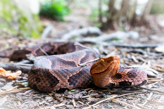 Image showcasing Image result for snake nutritionist consultations
