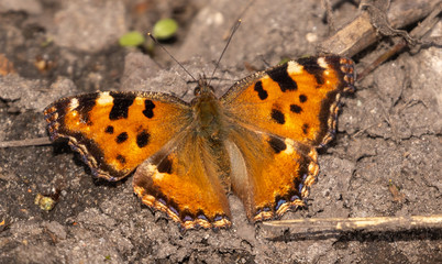 Large Tortoiseshell butterfly