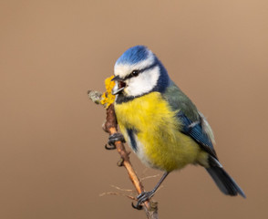Blue Tit on bare branch, early spring