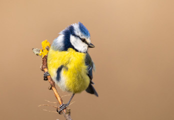 Blue Tit on bare branch, early spring © David