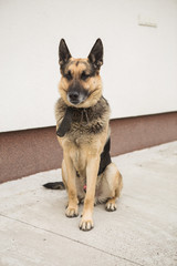 portrait of a dog. German shepard dog portrait on white background