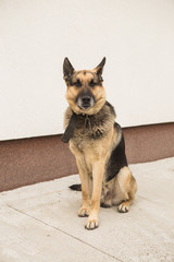 German shepard dog portrait on white background