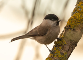 Willow Tit