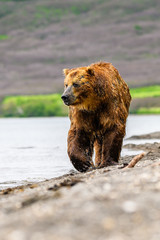 Ruling the landscape, brown bears of Kamchatka (Ursus arctos beringianus)