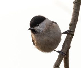 Obraz premium Willow Tit